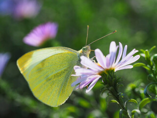 yellow butterfly cabbage on a flower
