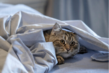 Imagen de un gatito escondido entre sabanas celeste © Salvadorjp