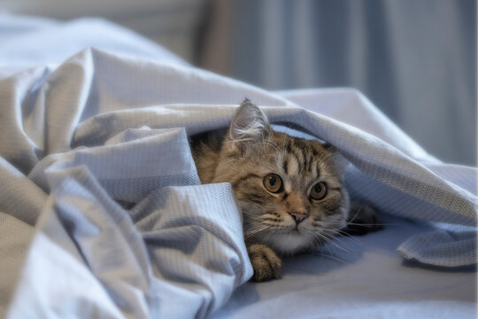 Imagen de un gatito escondido entre sabanas celeste