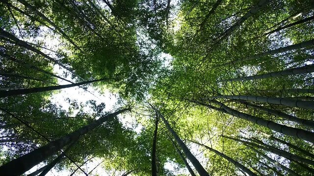 Bambu forest in Taiwan. High angle, twist movement, slow motion, HD.