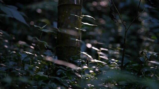 Bambu forest in Taiwan. Mid angle, parallax movement, slow motion, HD.