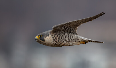 Peregrine Falcon in Flight 