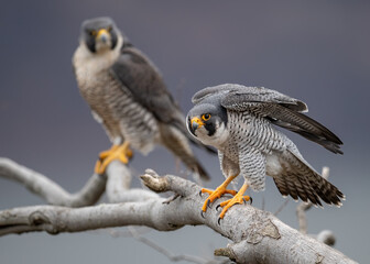 Peregrine Falcons in New Jersey 