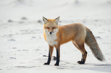 Red Fox on the beach 