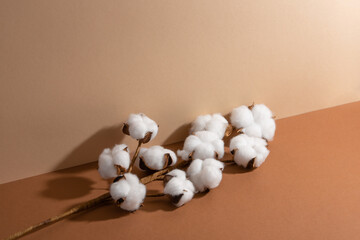 The cotton brunch on beige background. Soft white flowers. Tenderness. Space for text.