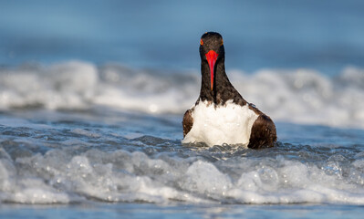 American Oystercatcher in New York 