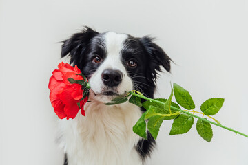 St. Valentine's Day concept. Funny portrait cute puppy dog border collie holding red rose flower in mouth isolated on white background. Lovely dog in love on valentines day gives gift. © Юлия Завалишина