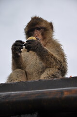 Closeup cute furry ape with apple in hands. Gibraltar Barbary macaque monkey sitting at rooftop and holding fruit before eating