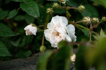 Fototapeta na wymiar Close-up of white rose flower