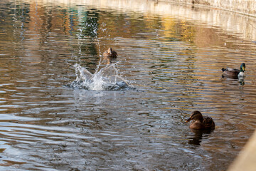 Enten im Herbst auf einem Teich in einer Parkanlage.