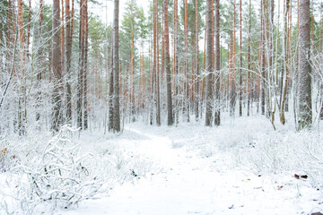 Naklejka premium Snowy road in a forest during winter in Northern Europe