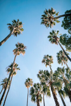 Tall palm trees at park against clear blue sky
