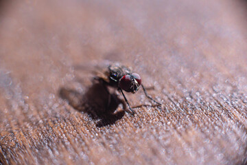 Fly insect macro standing on wood with shallow depth of field