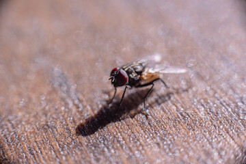 Fly insect macro standing on wood with shallow depth of field