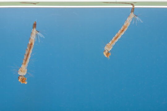 Mosquito larvae in the water - small animal that causes tropical diseases