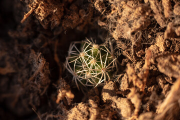 Macro of Cactus Sapling on Ground