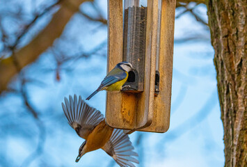 The Eurasian blue tit (Cyanistes caeruleus) birds in winter garden