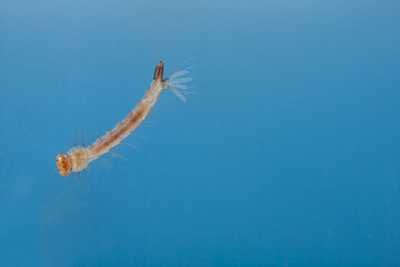 Mosquito larvae in the water - small animal that causes tropical diseases