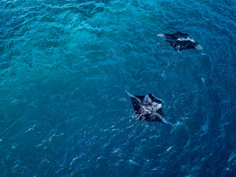 Sea Devils swimming in blue sea at Maldives