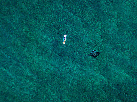 Aerial view of manta ray swimming beside lone surfer