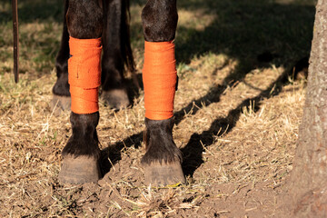 Jumping horse front legs covered by an orange bandage