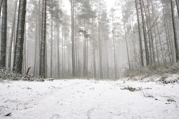 Snowy road in a forest during winter in Northern Europe