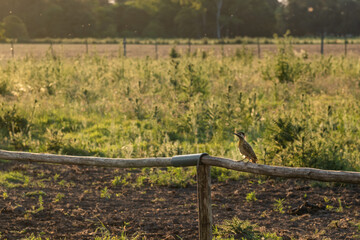 A woodpecker perched on a wood of a gate at sunset