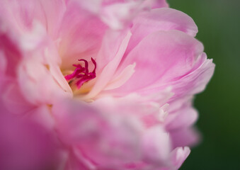Fototapeta na wymiar light pink peony flower in the garden - close up, beauty and fragrance, femininity and luxury