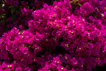 Closeup of purple flowers - full frame - texture