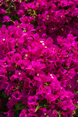 Closeup of purple flowers - full frame - texture