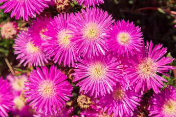 Closeup of purple flowers - full frame - texture