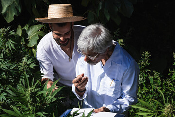 Male ecologist and farmer discussing about hemp plants in farm