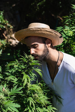 Young male farmer smelling marijuana plant on sunny day