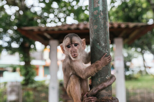 Capuchin Monkey holding metallic pole, Misahualli, Ecuador