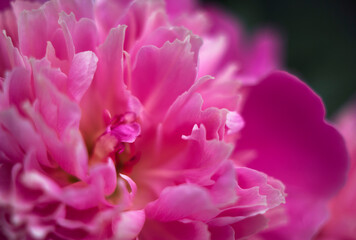 extra fresh pink peony flower in the garden - close up, beauty and parfum, femininity and luxury