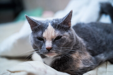 portrait of a grey cat - 400872553