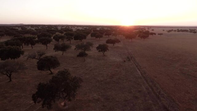 cork oak field at sunset aerial Alentejo Portugal aerial shot 4k