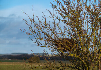 crow's nest in a lichen covered autumnal tree against a blue sky