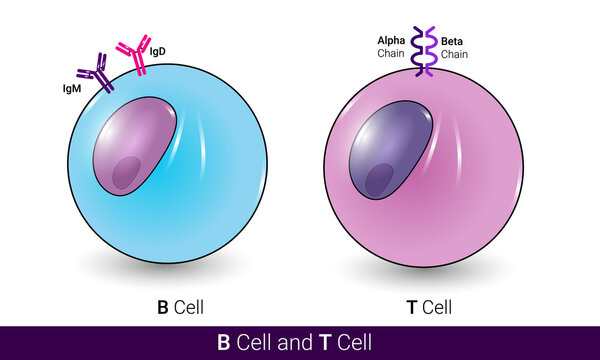 B cell receptor and t cell receptor of lymphocyte with labelling, receptors of lymphocytes, lymphocytes with surface receptors vector illustration eps 
