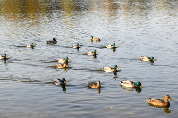 ducks in the lake