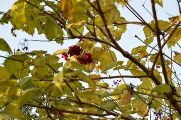 Красные ягоды