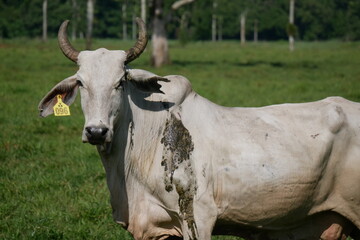 cattle, cow, cows, bull, bulls, animals, farm, nature, green, grass, cow horns