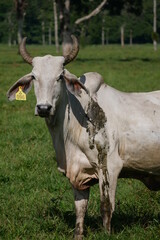 cattle, cow, cows, bull, bulls, animals, farm, nature, green, grass, cow horns