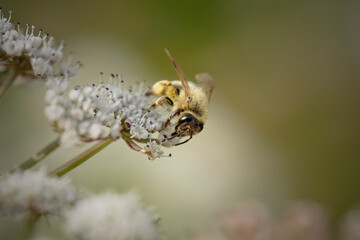 Honey bee macro