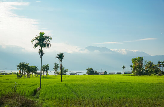 Beautiful morning rice field landscape view, Maninjau, West Sumatra, Indonesia 