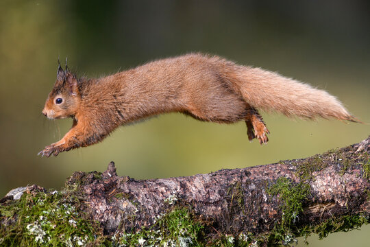 View of squirrel jumping on branch