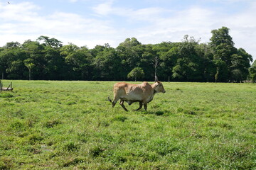 Obraz premium cattle, cow, cows, bull, bulls, animals, farm, nature, green, grass, cow horns