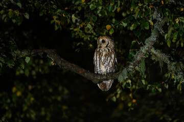 Tawny owl sitting on branch at night