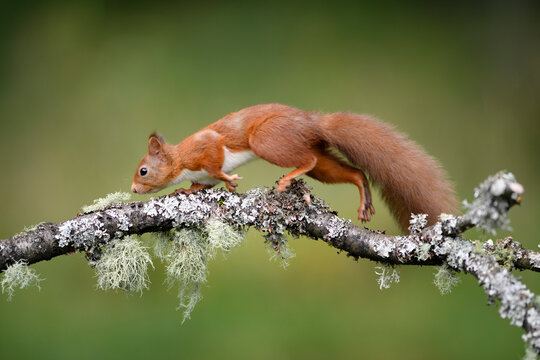 Close-up of squirrel walking on branch