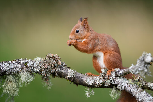 Close-up of squirrel eating while standing on branch